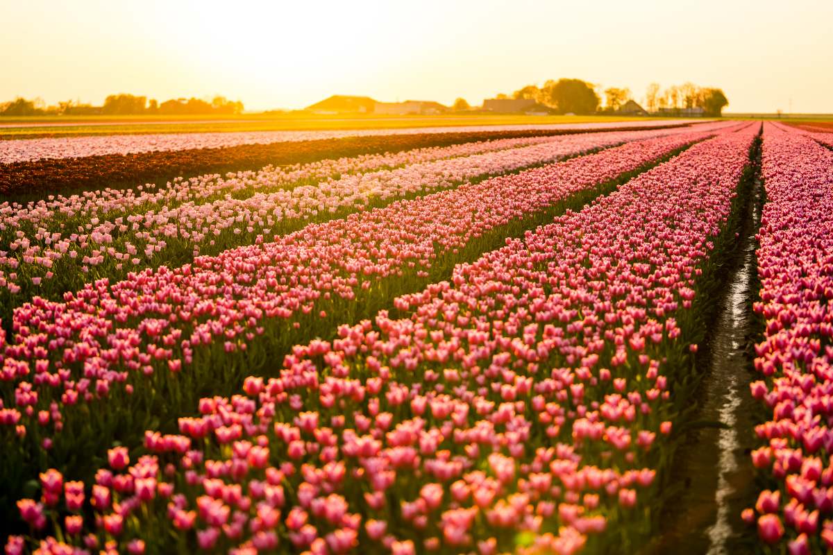 campo de tulipas na Holanda