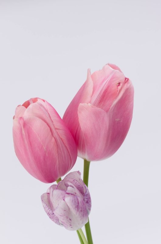 tulipa