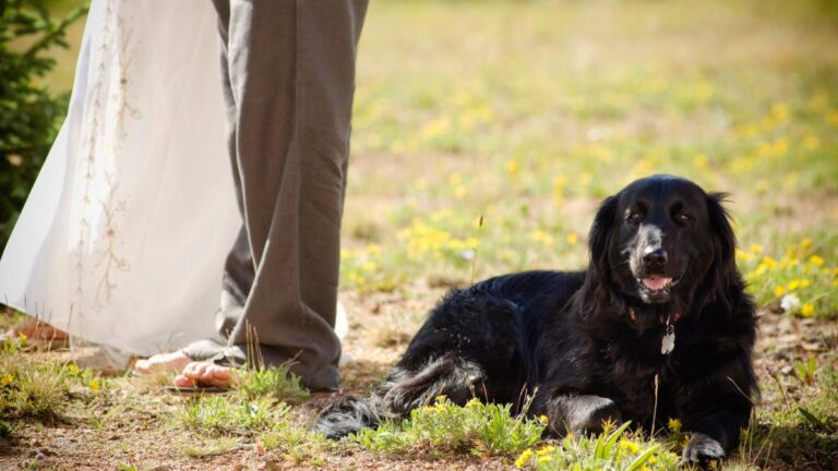 Tudo o que você precisa saber sobre casamento pet friendly