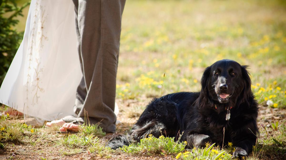 Casal ao lado de cachorro em um casamento pet friendly.