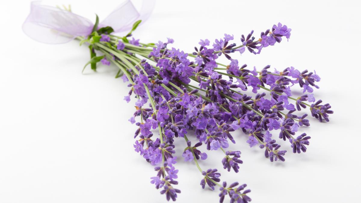 Buquê de lavanda