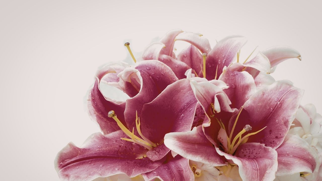 Lírios rosas