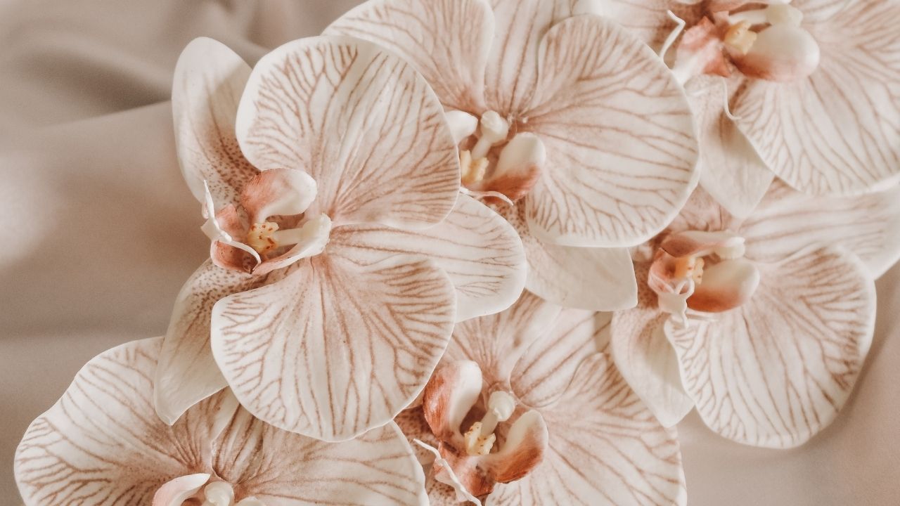 orquídea