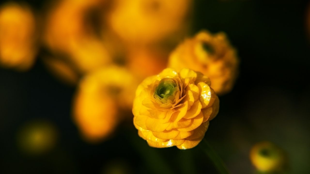 Ranúnculo amarelo