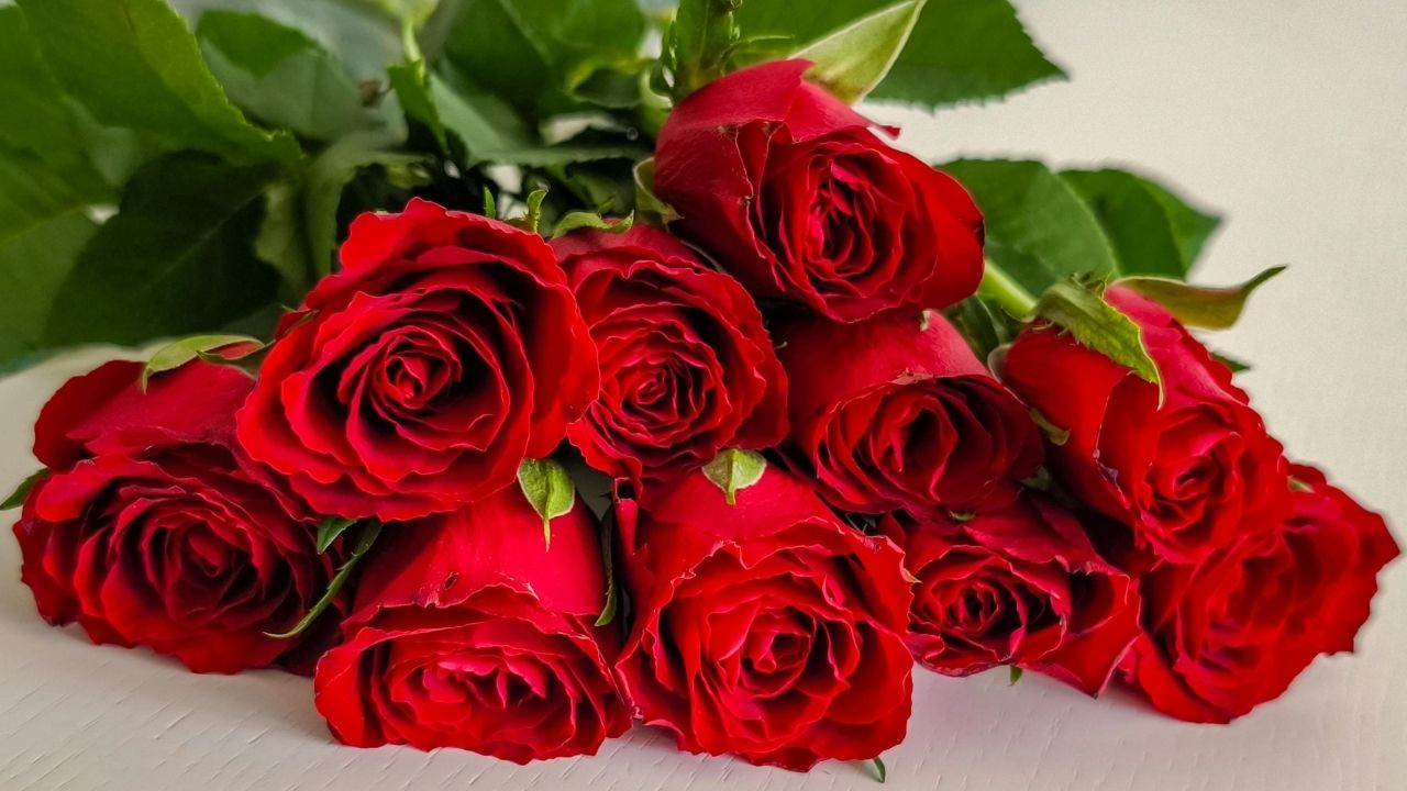 rosas vermelhas
