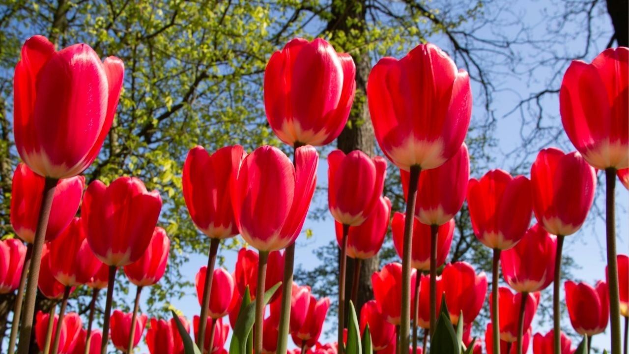 tulipa vemelha